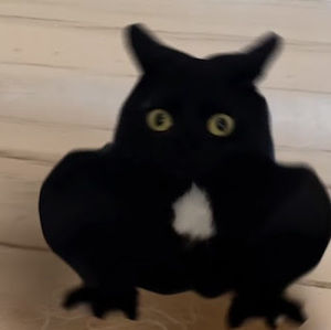 Meet your Posher, Kyla